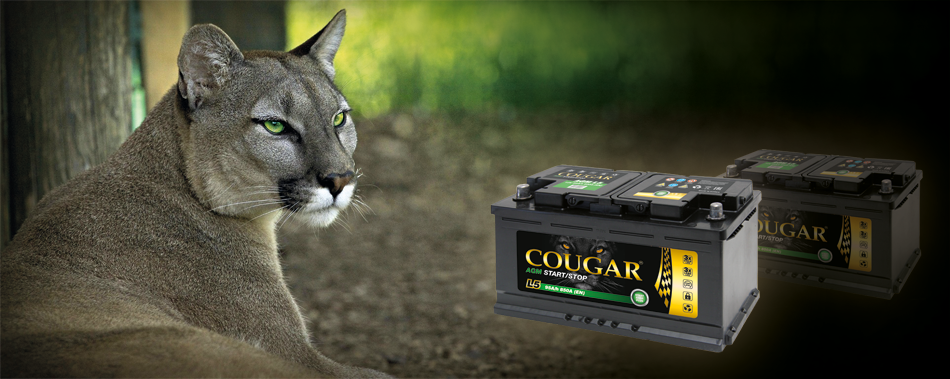почему cougar